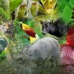 Keanekaragaman Hayati Di Hutan Tropis Yang Menakjubkan