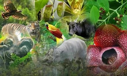 Keanekaragaman Hayati Di Hutan Tropis Yang Menakjubkan