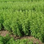 Mengenal Tanaman Stevia Dan Manfaatnya Bagi Kesehatan