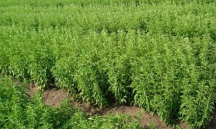 Mengenal Tanaman Stevia Dan Manfaatnya Bagi Kesehatan