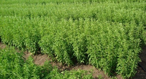 Mengenal Tanaman Stevia Dan Manfaatnya Bagi Kesehatan