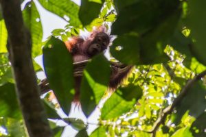 Ancaman Deforestasi Terhadap Kelangsungan Hidup Orang Utan