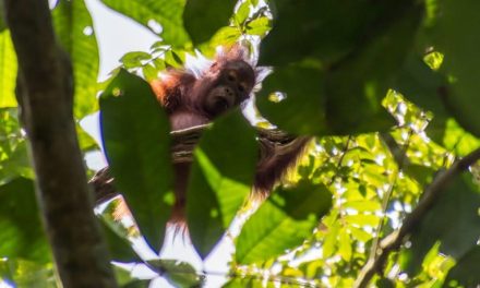 Ancaman Deforestasi Terhadap Kelangsungan Hidup Orang Utan
