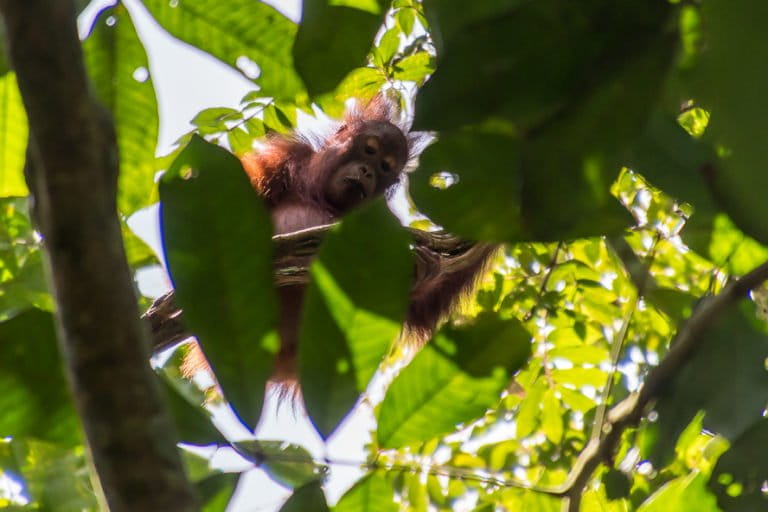 Ancaman Deforestasi Terhadap Kelangsungan Hidup Orang Utan