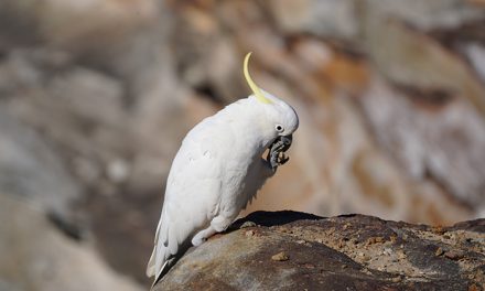 Perbedaan Burung Kakak Tua Hutan Dan Kakak Tua Peliharaan