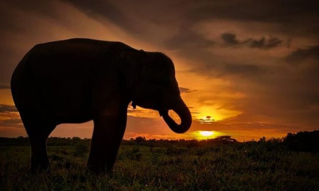 Cara Mencegah Konflik Antara Gajah Liar Dan Warga Desa