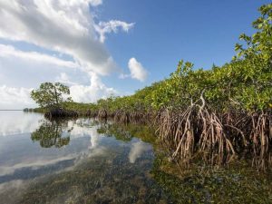 Manfaat Mangrove Bagi Lingkungan Dan Kehidupan Manusia