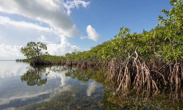 Manfaat Mangrove Bagi Lingkungan Dan Kehidupan Manusia
