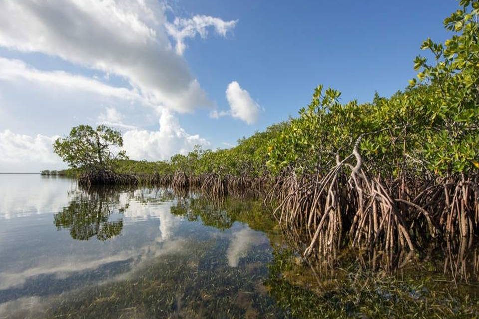 Manfaat Mangrove Bagi Lingkungan Dan Kehidupan Manusia
