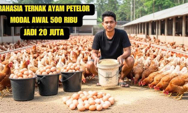 Rahasia Sukses Budidaya Ayam Petelur Skala Rumahan