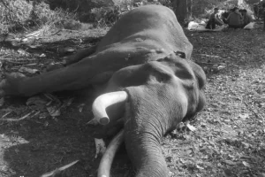 Indro Gajah Sumatra Mati: Penyebab Dan Kronologi Terjadinya
