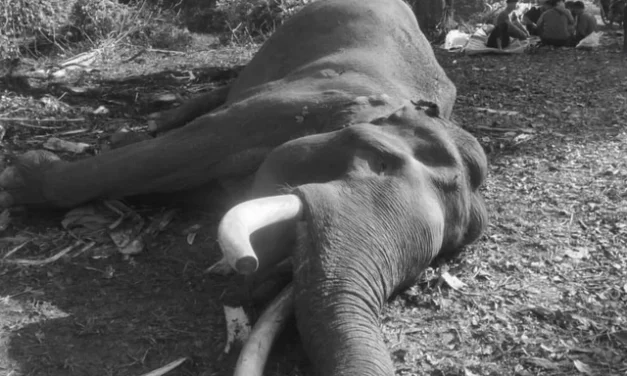 Indro Gajah Sumatra Mati: Penyebab Dan Kronologi Terjadinya