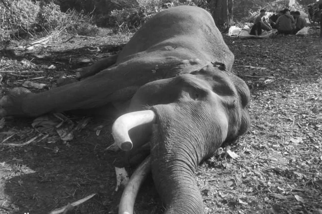 Indro Gajah Sumatra Mati: Penyebab Dan Kronologi Terjadinya