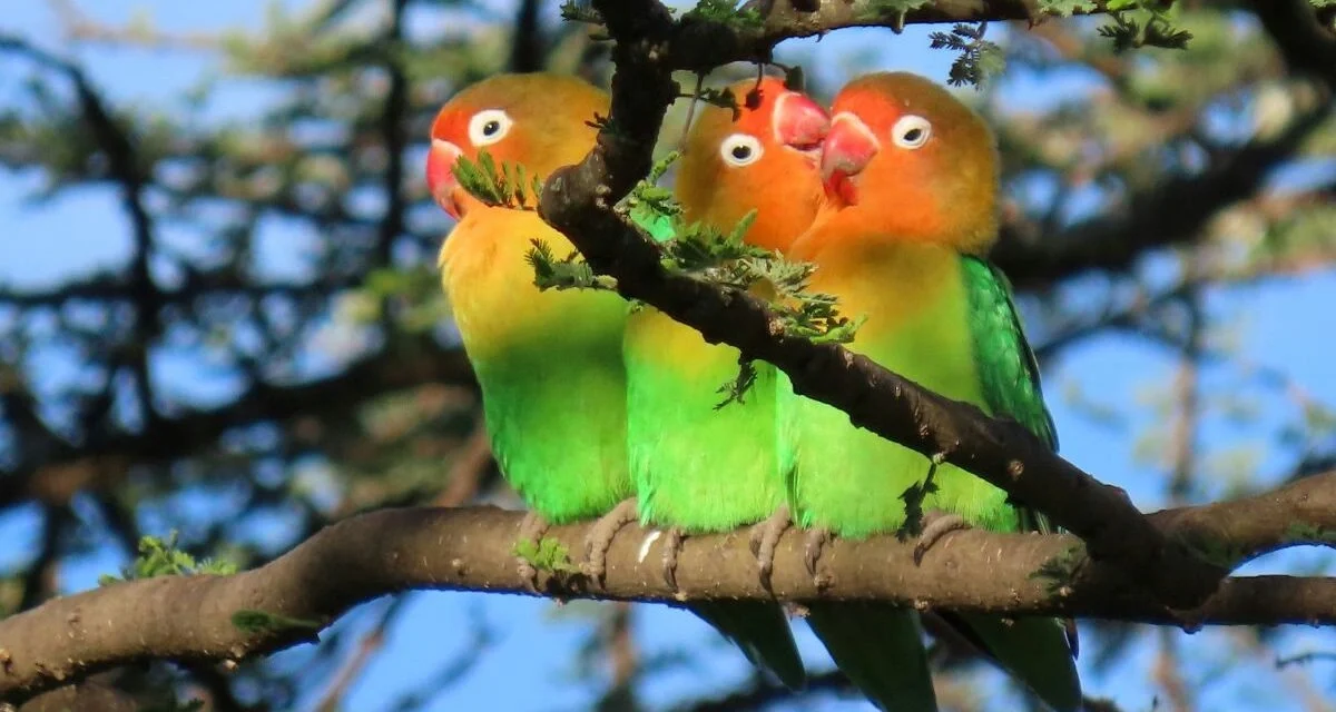 Cara Merawat Burung Lovebird Sehat, Aktif, Dan Rajin Berkicau