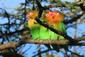 Cara Merawat Burung Lovebird Sehat, Aktif, Dan Rajin Berkicau