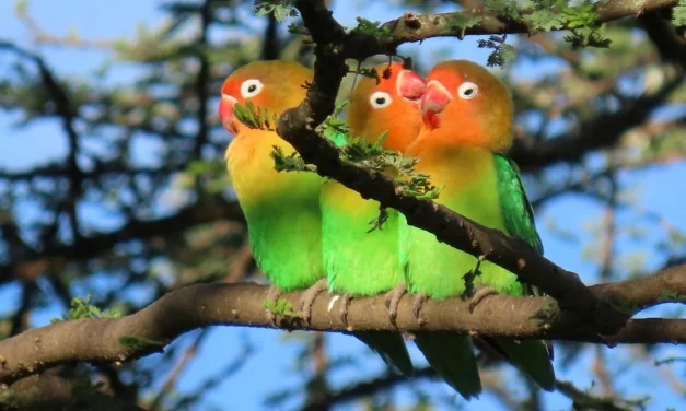 Cara Merawat Burung Lovebird Sehat, Aktif, Dan Rajin Berkicau