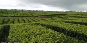 Pesona Kebun Teh Sidikalang Keindahan Alam Dan Potensi Wisata