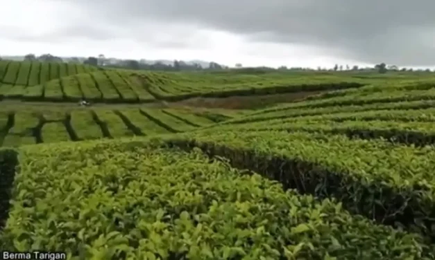 Pesona Kebun Teh Sidikalang Keindahan Alam Dan Potensi Wisata