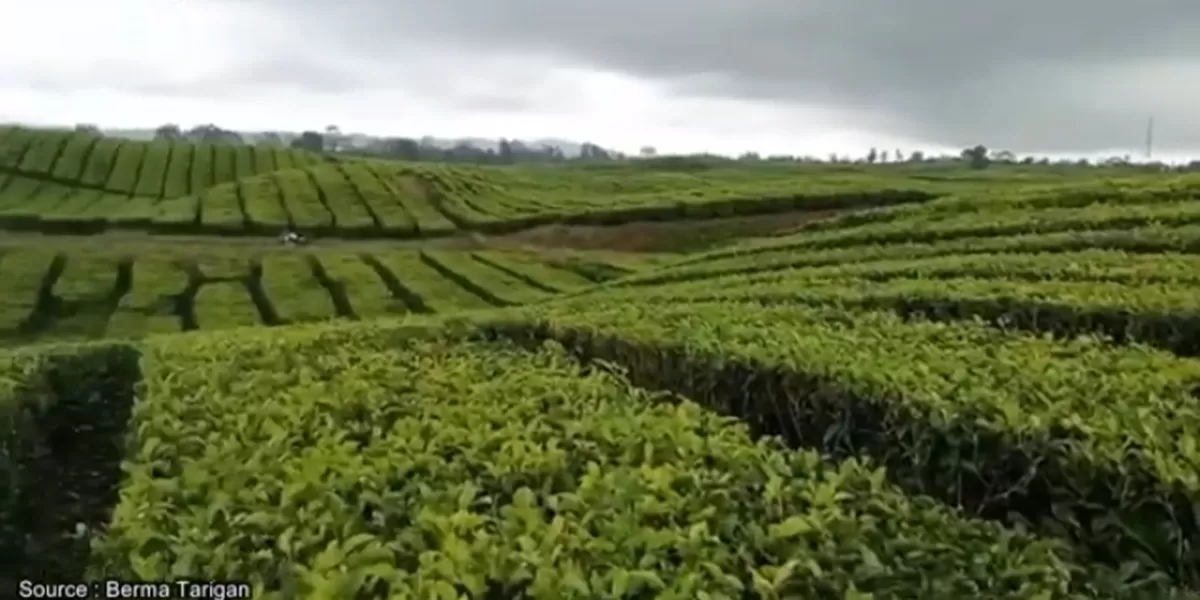 Pesona Kebun Teh Sidikalang Keindahan Alam Dan Potensi Wisata