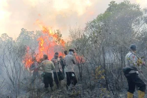 Kebakaran Di Way Kambas: Ancaman Bagi Hutan Dan Satwa Liar