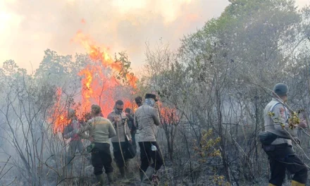 Kebakaran Di Way Kambas: Ancaman Bagi Hutan Dan Satwa Liar