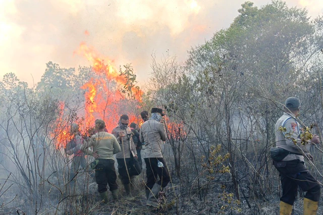 Kebakaran Di Way Kambas: Ancaman Bagi Hutan Dan Satwa Liar