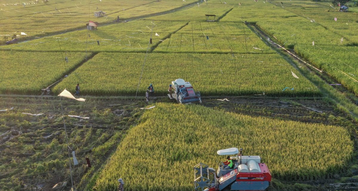 Potensi Pertanian Modern Untuk Masa Depan Pangan Indonesia