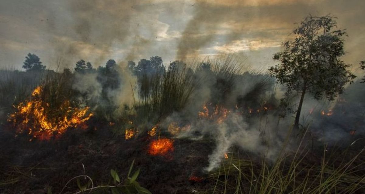 Kabut Asap Lintas Negara: Kebakaran Hutan Kesehatan Regional