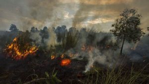 Kabut Asap Lintas Negara: Kebakaran Hutan Kesehatan Regional