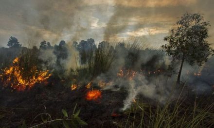Kabut Asap Lintas Negara: Kebakaran Hutan Kesehatan Regional