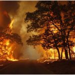 Kebakaran Hutan: Penyebab, Dampak, Upaya Menjaga Kelestarian