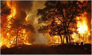 Kebakaran Hutan: Penyebab, Dampak, Upaya Menjaga Kelestarian