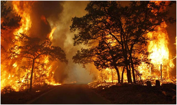 Kebakaran Hutan: Penyebab, Dampak, Upaya Menjaga Kelestarian